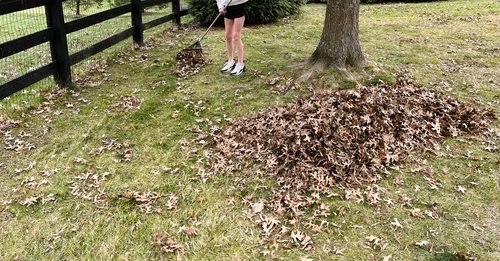 Rake Leaves into a Pile